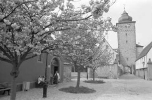 Kirschbaumblüte am Basler Tor in Durlach