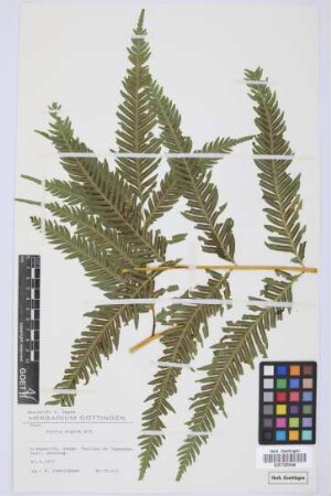 Pteris arguta Ait.