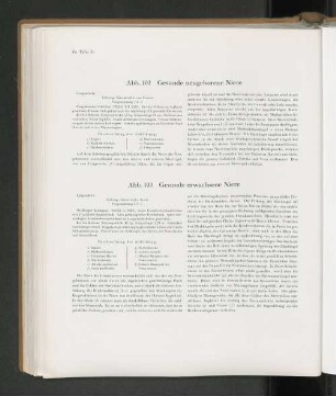 Abb. 103 Gesunde erwachsene Niere
