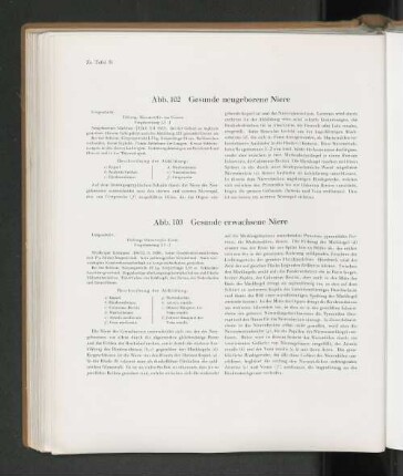 Abb. 103 Gesunde erwachsene Niere