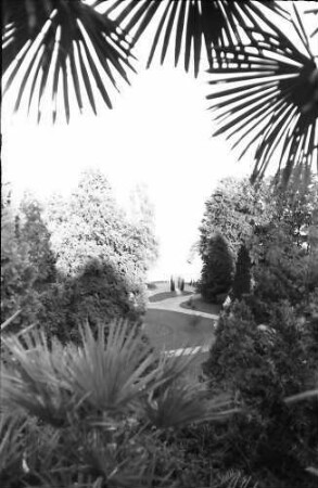 Mainau, Insel Mainau: Palmen, Durchblick auf See