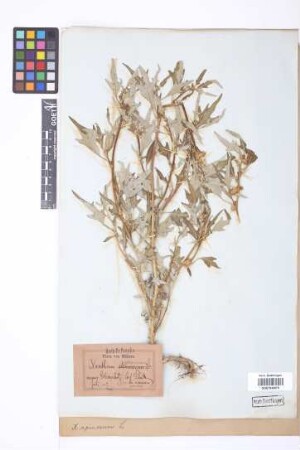 Xanthium spinosum L.