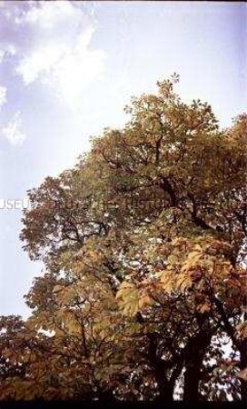 Kastanienbaum gegen den Himmel