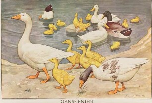 Gänse, Enten