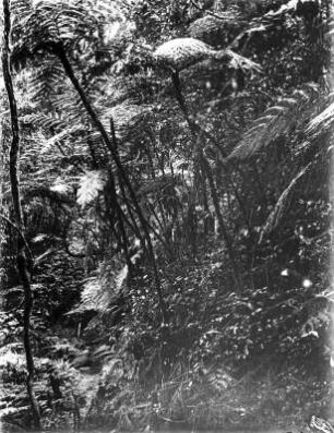 Baumfarne : Wald mit Baumfarnen in den westlichen Usambara-Bergen.