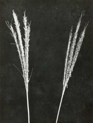 Spreetal unterhalb Bautzen. Finger-Bartgras (Bothriochloa ischaemum (L.) Keng), Blütenstand