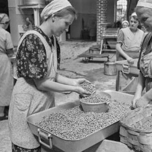 Konservenfabrik Gifhorn, Frauen beim Sortieren der enthülsten Erbsen