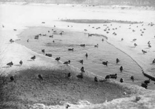 Enten im Winter
