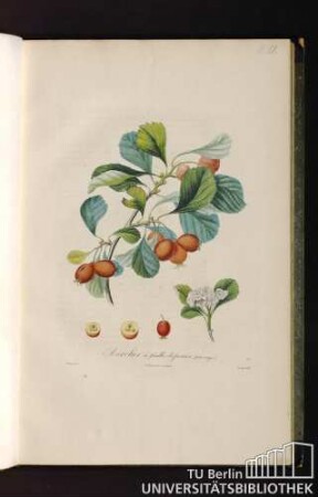 Pl. IX. Azerolier à feuilles de porier (fruit rouge).