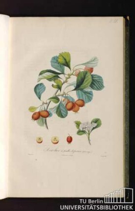 Pl. IX. Azerolier à feuilles de porier (fruit rouge).