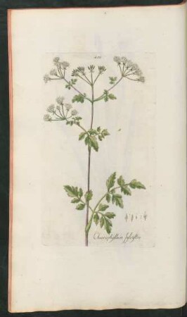 430. Chaerophyllum sylvestre