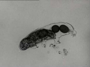 Organisation und Fortpflanzung von Tardigraden