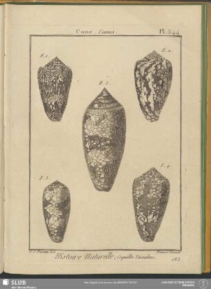 Pl. 344. Cone. Conus