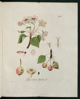 Pyrus communis Pyraster L.