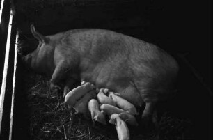 Tiraspol [Moldawien]: Schwein mit Ferkeln