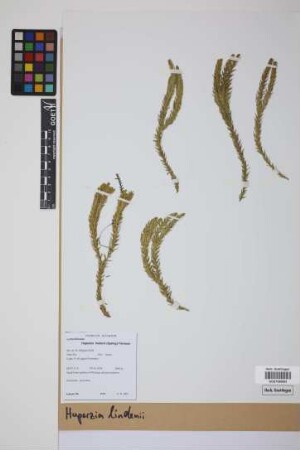 Phlegmariurus lindenii (Spring) B. &Oslash;llg.