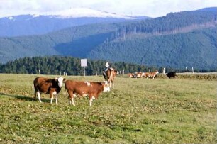 Schauinsland: Feldberg mit Schneehaube; Vordergrund weidende Kühe