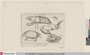 Astacus, Cammarus. Krest; Guleus hinnulus; Mytulus, Concha Mossel; Buccinum Kinchoren; Cancer; Crabbe [Hummer, Miesmuschel, Hornschnecke und Krebs; A Lobster, Mussel, Conch Shell and a Crab]