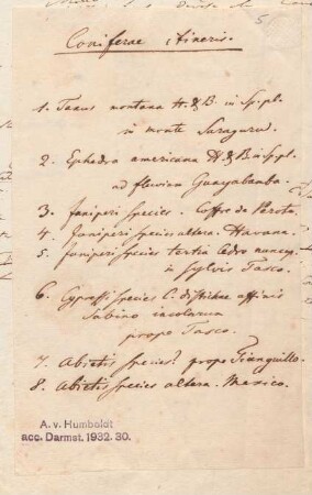 Coniferae itineris