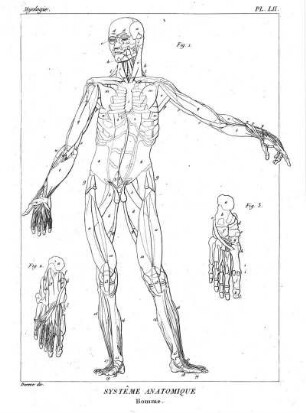 Pl. LII. Systême Anatomique. Homme.