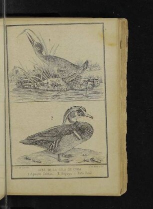 Aves de la isla de Cuba.