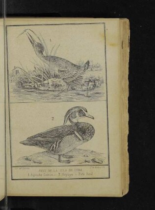 Aves de la isla de Cuba.