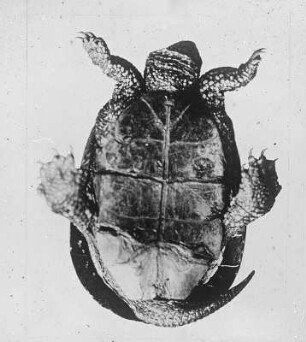 Reptilien. Landschildkröten (Testudinidae). Unterseite der europäischen Landschildkröte