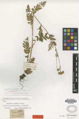 Pyrethrum cinereum Griseb. [syntype]