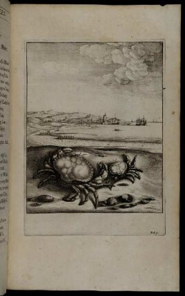 [Ill.] Fab. 9. - W. Hollar fecit 1666