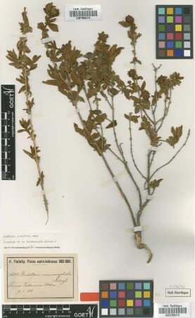 Buddleja monocephala Kraenzl. [isotype]