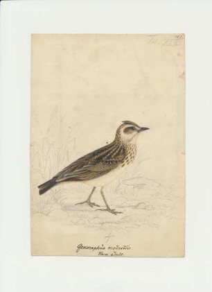 Zeichnung eines Singvogels