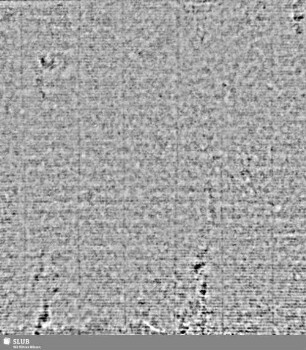 Lilie / CVC = S.7/8