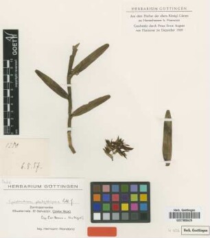 Epidendrum platystigma Rchb.f. [type]