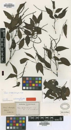 Piper wulfschlaegelii C.DC. [isotype]