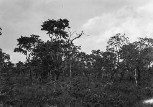 Brasilianische Savanne : Blick auf die Vegetation der Brasilianische Savanne, auch bekannt als Campo Cerado.