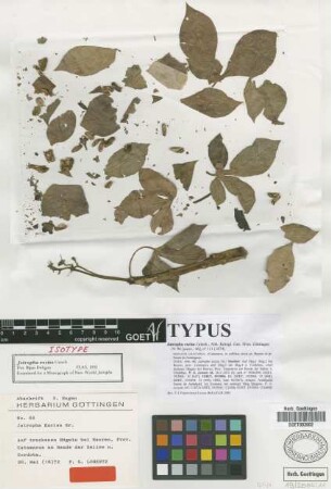 Jatropha excisa Griseb. [isotype]