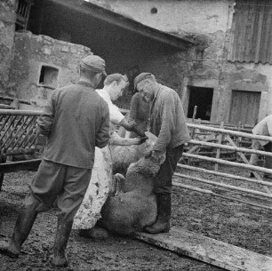 Dresden-Reick, Oskar-Röder-Str. 6. Tierklinik. Verabreichung eines Medikamentes bei einem Schaf