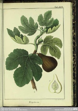 Feigenbaum