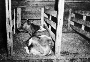 Liegeboxen mit Einstreu