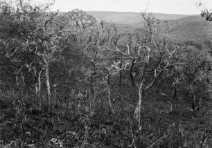 Strauch- und Buschvegetation : Strauch- und Buschvegetation nahe Nioaque.