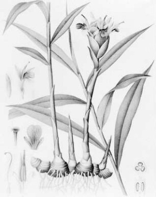 Ingwer (Zingiber officinale), farbig : Geographie | Wirtschaftsgeographie | Reizmittel, aetherische Öle und Duftstoffe liefernde Pflanzen | Tabak, Arzneipflanzen und Ölpflanzen