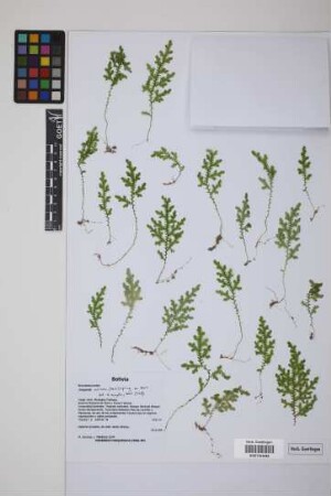 Selaginella sulcata (Desv.) Spring ex Mart.