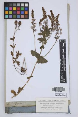 Veronica teucrium L.