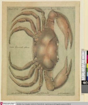 Cancer fluvialis planus [Flusskrebs]