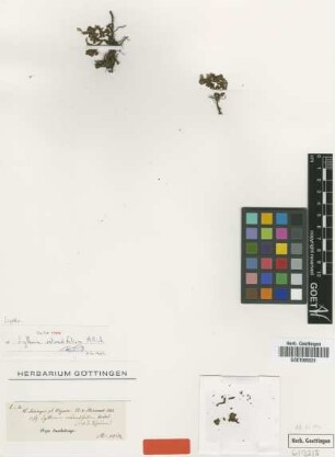 Lythrum rotundifolium Hochst. ex A.Rich. [type]