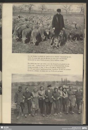 Schäfer mit seiner Herde