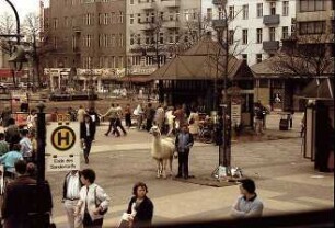 Berlin: Lama auf dem Wittenbergplatz