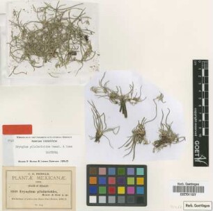 Eryngium pilularioides Hemsl. & Rose [isotype]