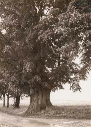Graupzig. Alte Linde (Tilia) auf der Höhe "Drei Linden"