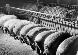 Bauernhof bei Hohenraden. Schweinezucht. Schweine stehen in einer Reihe am Futtertrog